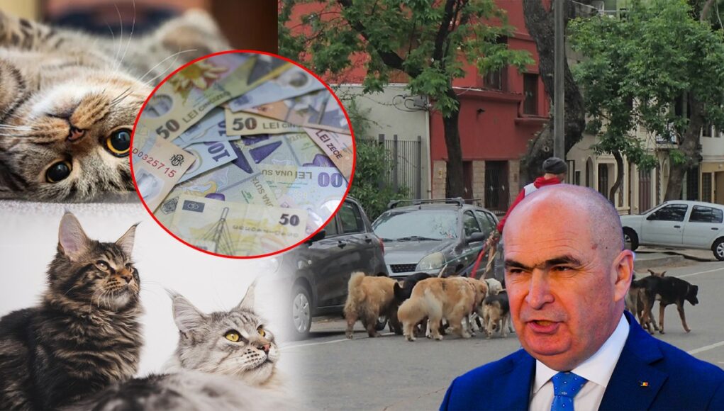 bolojan-pisici-si-caini