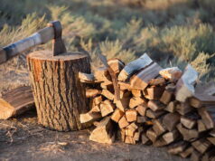 Lemn vechi vs. lemn tânăr: ce spun inelele despre pădurile noastre