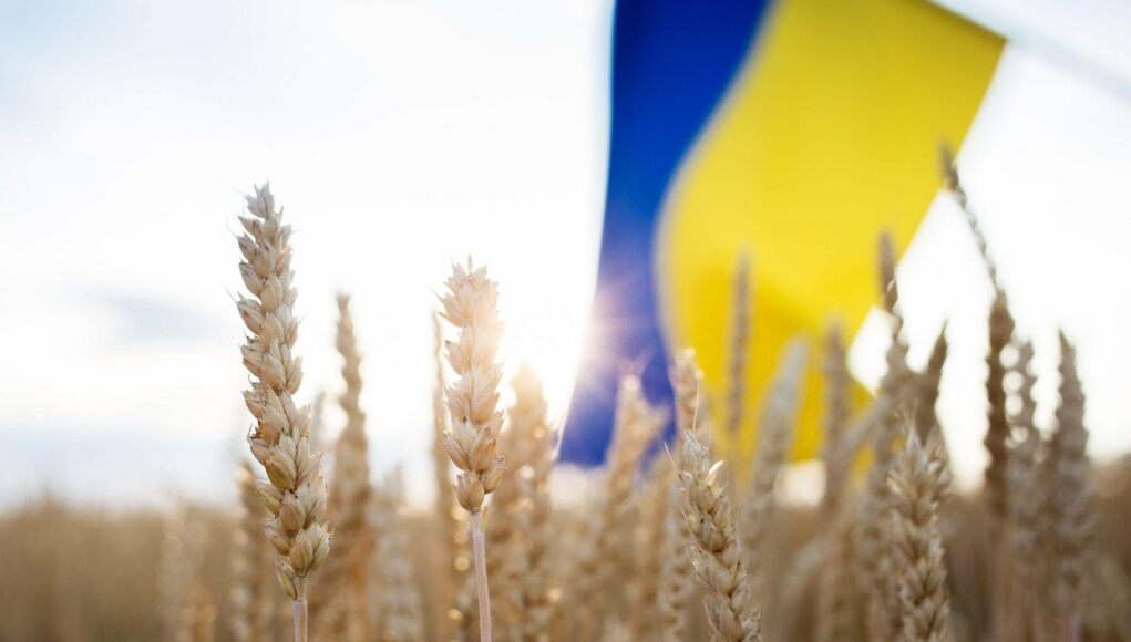 Ukrainian yellow - blue flag and spikelets on a wheat field. soft selective focus. Stop the war in Ukraine, harvest. agricultural country symbol. Inde
