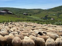 Oieritul românesc, în pragul dispariției: un crescător din Vrancea își vinde oile